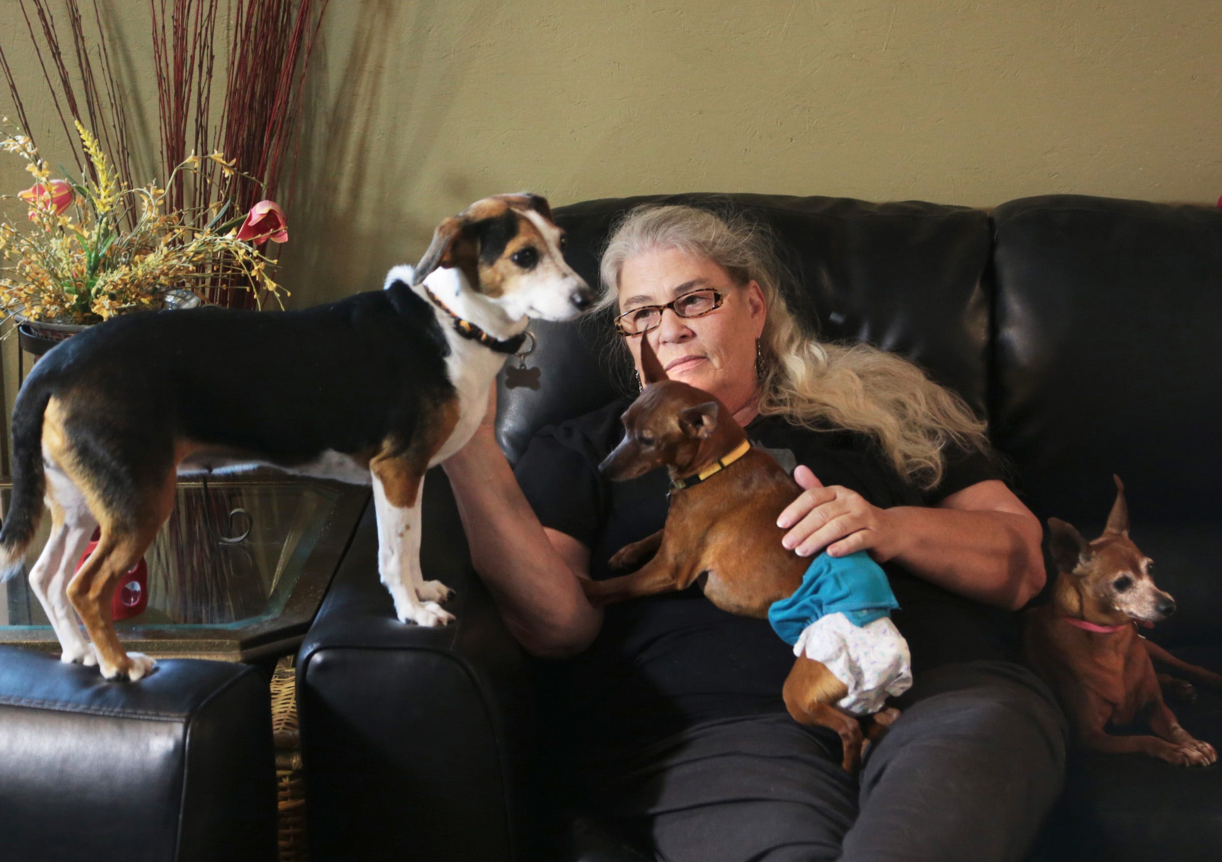 silver muzzle senior dog rescue